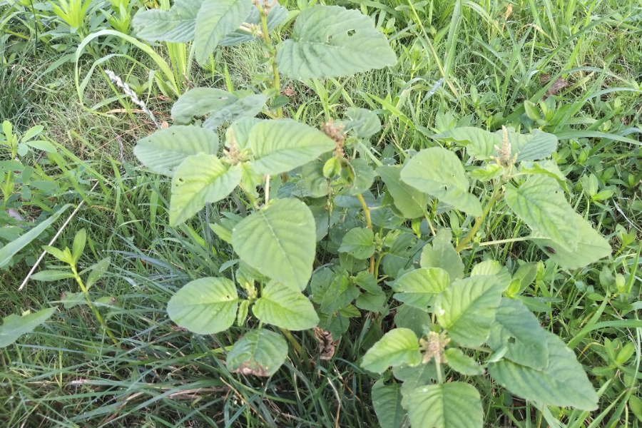 反枝莧是什么植物，有哪些形態特點?