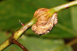 <strong>豌豆通過根癌農桿菌遺傳轉化有什么好處？</strong>