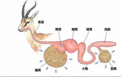 <strong>鹿的瘤胃微生物消化是怎么樣的過程？</strong>