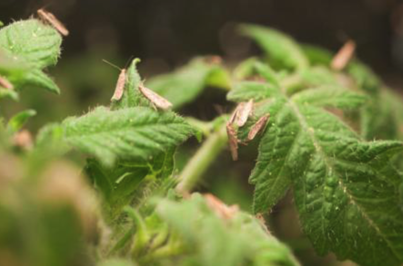 煙草芽蛾有哪些生態(tài)習(xí)性，分布在哪些地區(qū)？