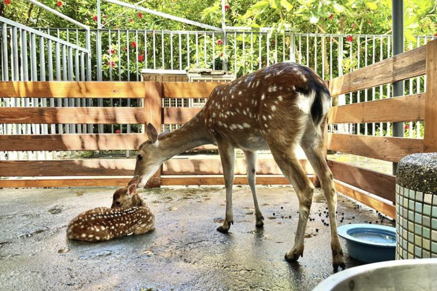 配種期的公鹿飼料中加入大蔥有什么好處?