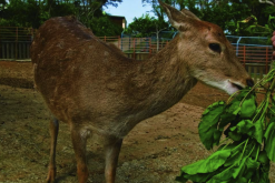 <strong>馬鹿配種期對飼料有什么要求?</strong>