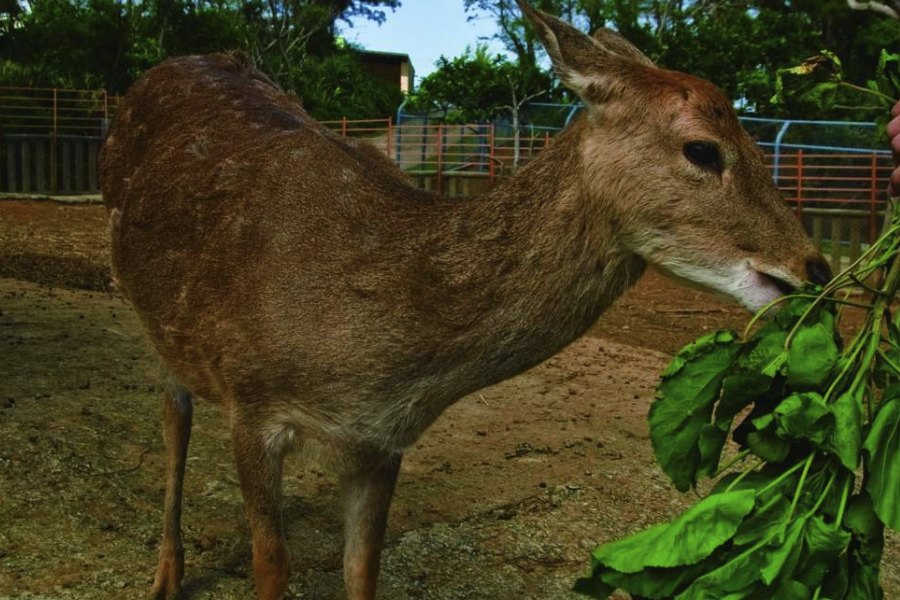 馬鹿配種期對飼料有什么要求?