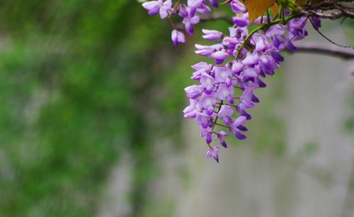 紫藤養護與開花技巧：打造浪漫花海