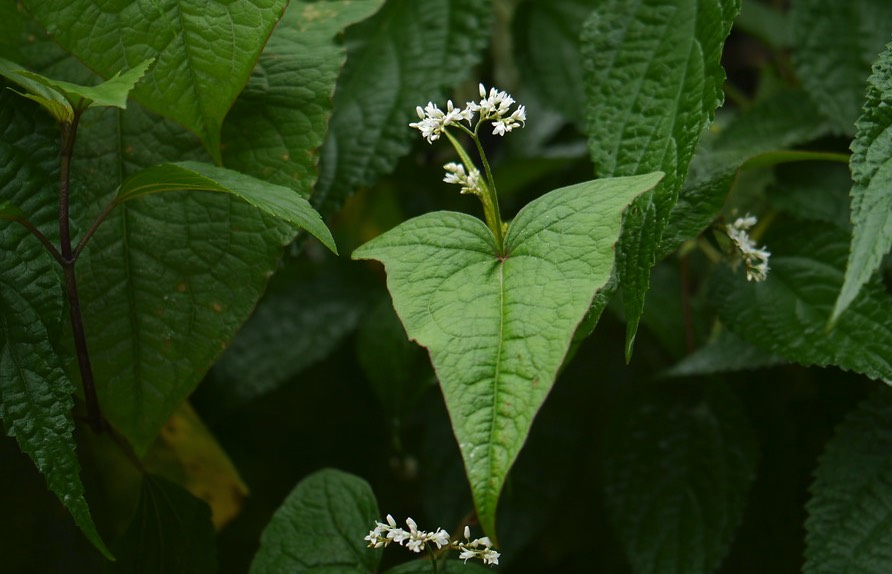 山蕎麥的種植方法和準備條件 ？