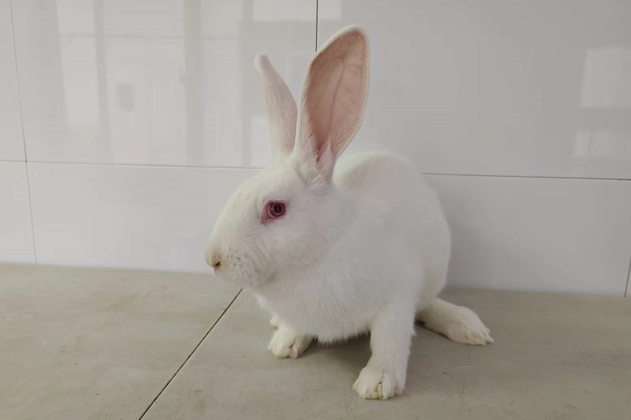 家兔的蛋白質(zhì)飼料有哪些？