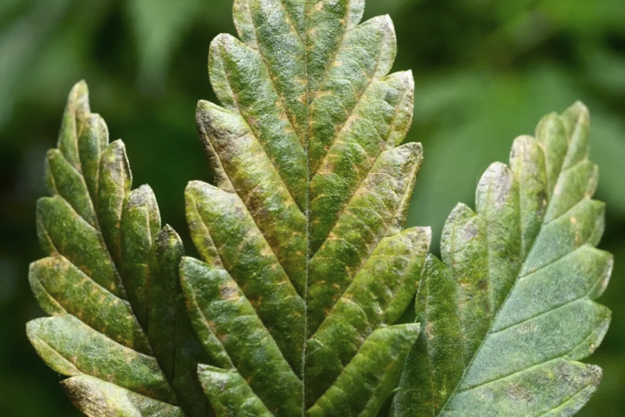 植物病毒的傳播途徑主要有哪些？