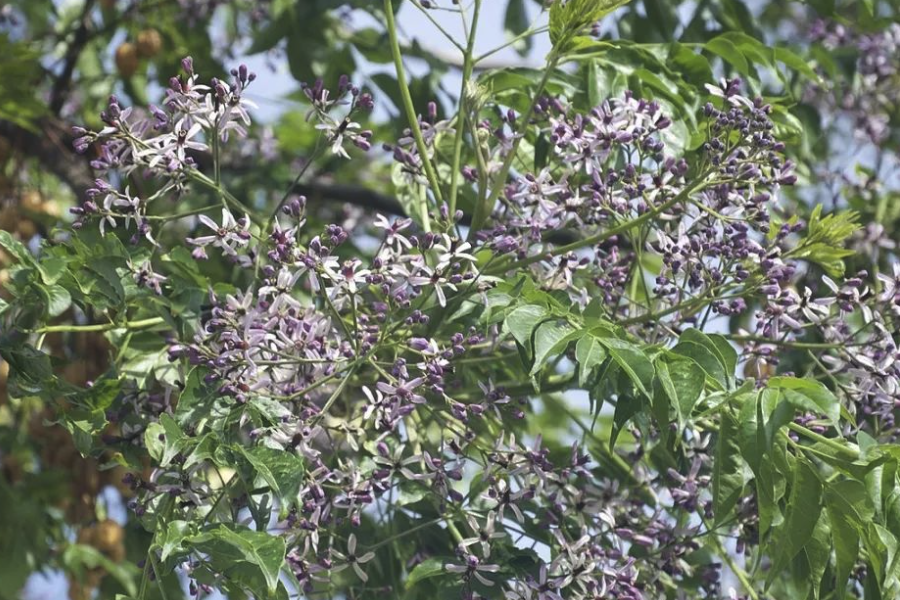 楝樹的種植方法是什么樣的？