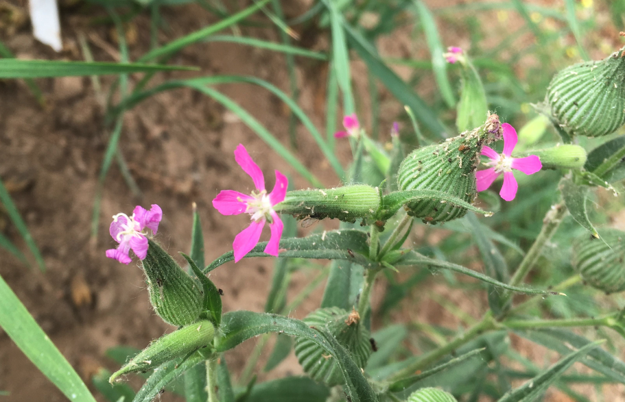 旱麥瓶草的種植方法和準(zhǔn)備事項(xiàng)？