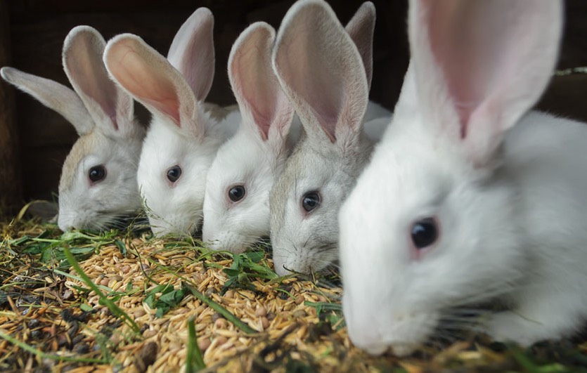 妊娠母兔飼料中加入粗飼料有什么好處 ？