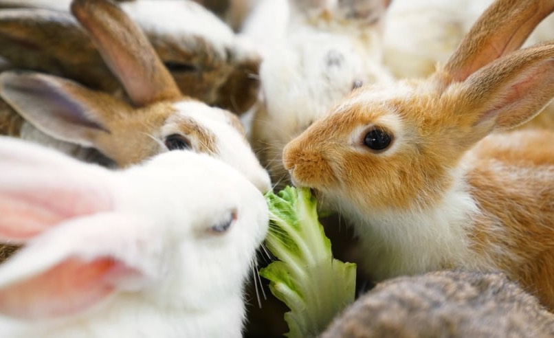 家兔飼料如何補充鈣和磷 ？