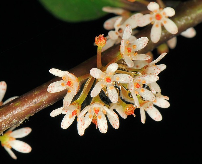 蔓竹杞對生長環(huán)境有什么要求，花期在什么時候 ？