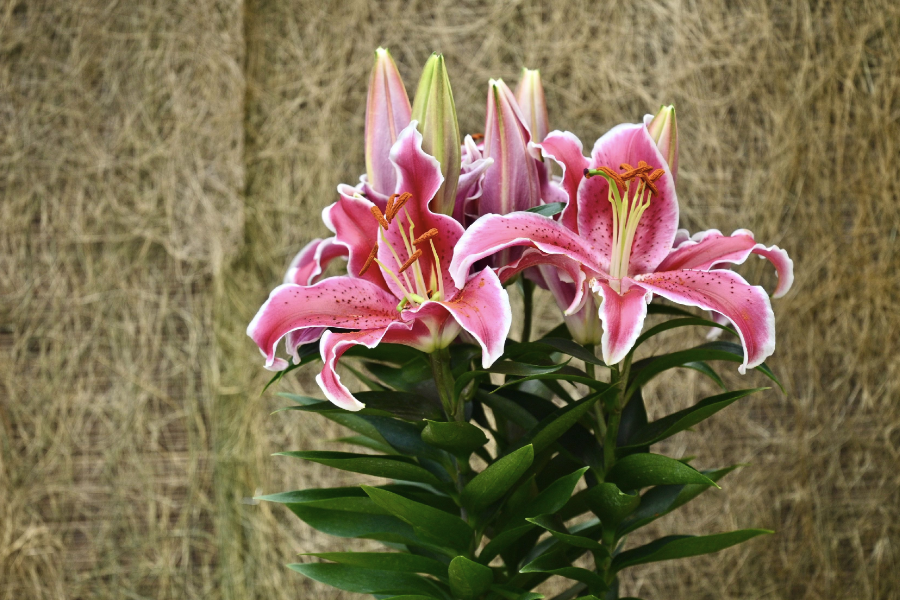 調滲蛋白基因對于提高植物耐鹽性有哪些好處？