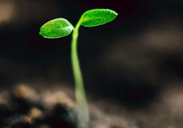 蔓竹杞種子培育和催芽方法 ？