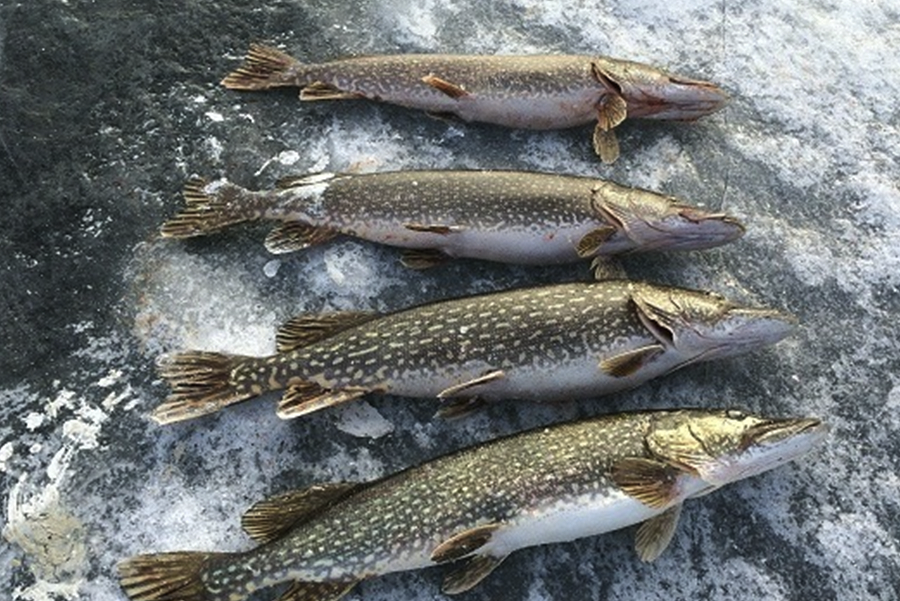 怎么用飛蛸技巧來捕獲北美狗魚?