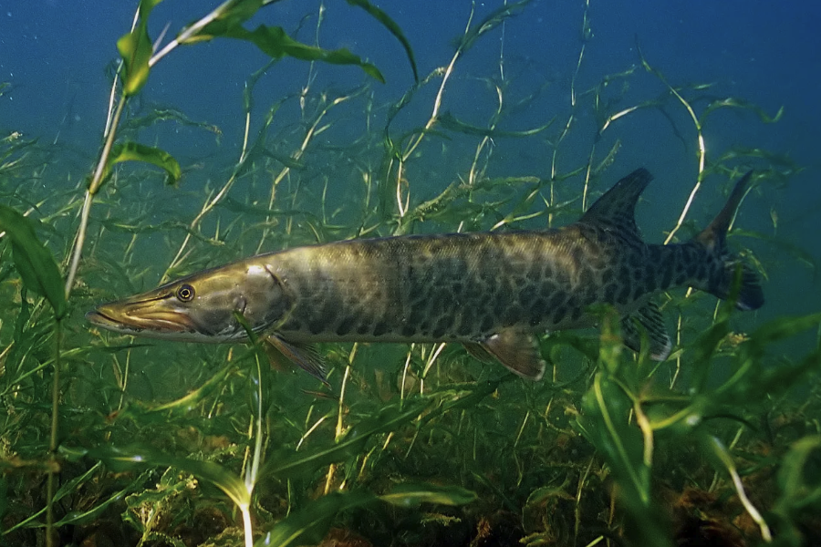 釣北美狗魚對釣竿和魚線有什么要求?