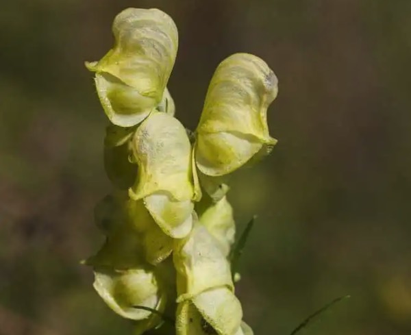 黃花烏頭怎么進行繁殖 ？