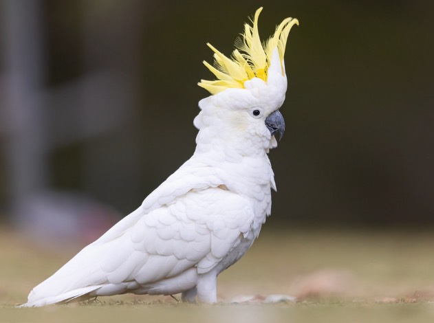 葵花鳳頭鸚鵡繁殖能力怎么樣 ？