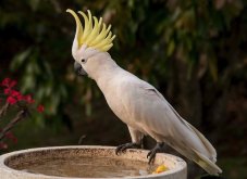 <strong>葵花鳳頭鸚鵡有什么生活習性和飲食習性 ？</strong>