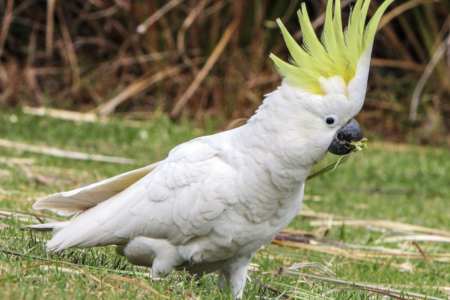 葵花鳳頭鸚鵡如何訓練不會飛走?