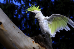 <strong>葵花鳳頭鸚鵡怎么補充蛋白質?</strong>