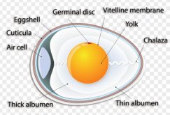 <strong>雞蛋中的胎膜主要有幾種 ？</strong>