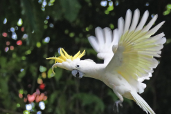 <strong>葵花鳳頭鸚鵡的壽命多久，飼養(yǎng)需要注意什么?</strong>