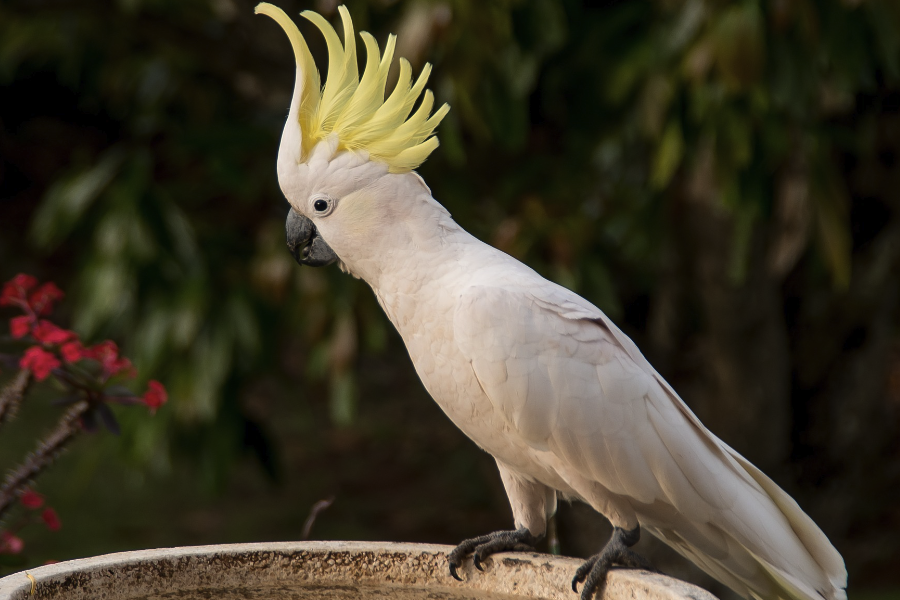 葵花鳳頭鸚鵡怎么進行語言模仿?