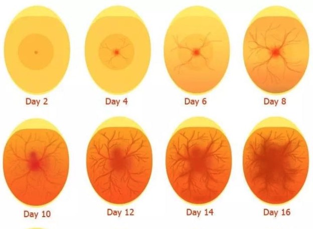 雞蛋不同胚齡發育有哪些特征 ？