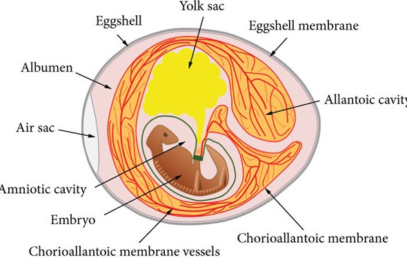 雞蛋的中胚層會形成哪些器官 ？