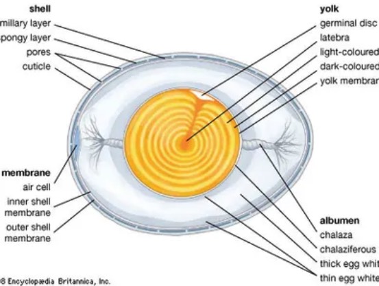 雞蛋的中胚層會形成哪些器官 ？