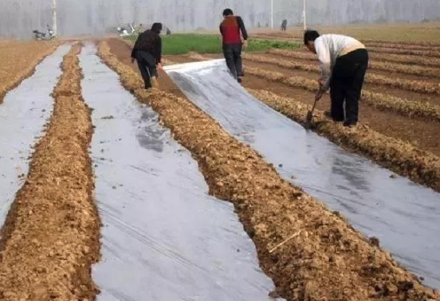 黍子種植需要鋪設(shè)地膜嗎？