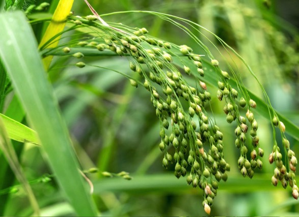 黍子土壤在冬季施農(nóng)家肥有什么好處 ？