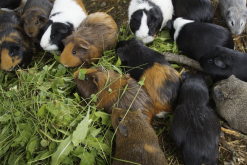 <strong>植物性飼料的營養物質組成有哪些？</strong>