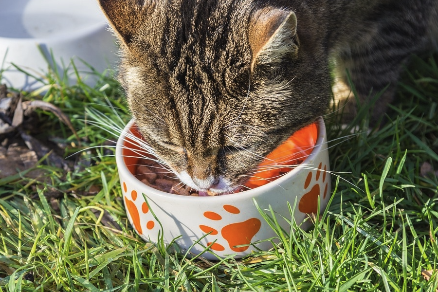 飼料養分的組成成分有哪些?