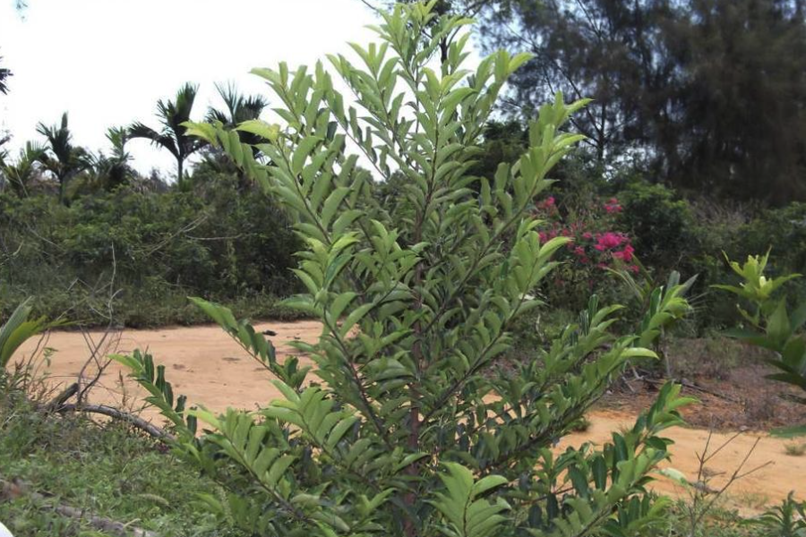 灌木植物和喬木植物有什么不同點？