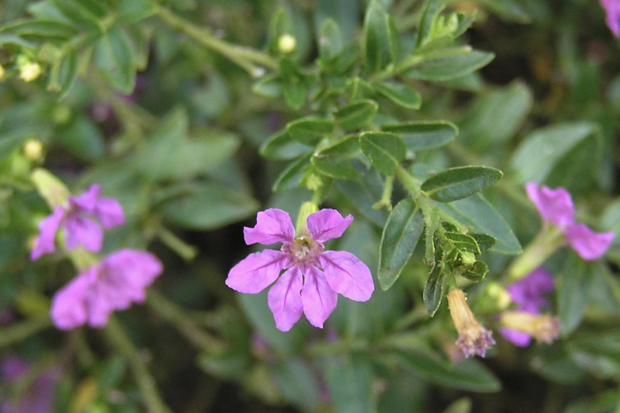 紫萼距花是什么植物，有什么特點(diǎn)？