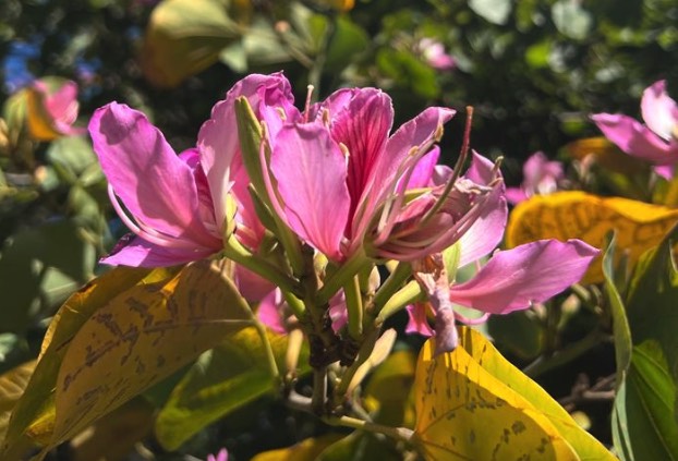 怎么欣賞大花紫薇花朵 ？