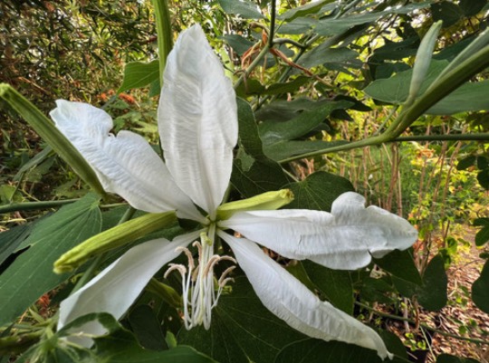 大花紫薇有什么生態(tài)習(xí)性，花期在什么時(shí)候 ？