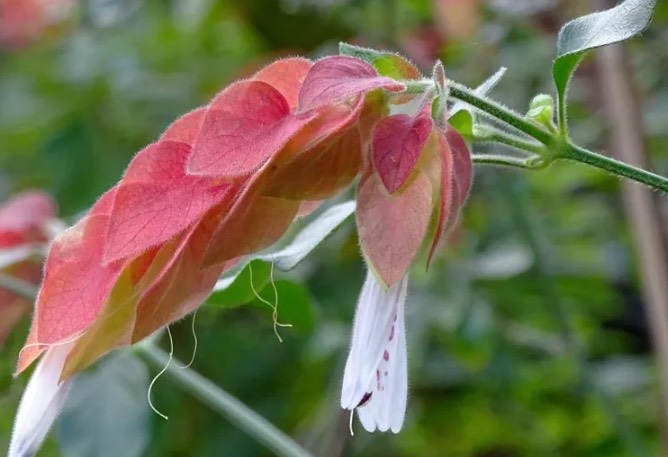 紅蝦花分株時候需要注意什么 ？