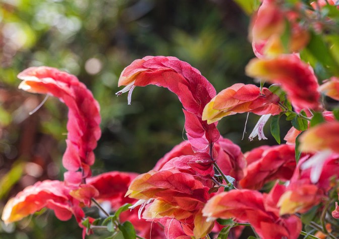 紅蝦花莖頭插芽的方法有哪些 ？