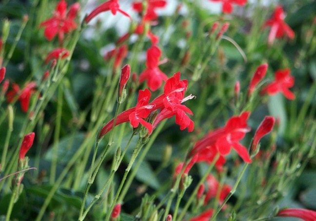 大花蘆莉是什么植物，有什么形態(tài)特點(diǎn) ？