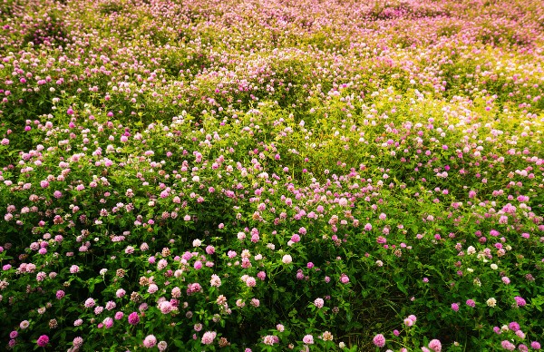 紫花苜蓿怎么進行栽種，花期在什么時候 ？