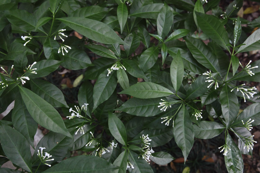 蘿芙木對生長環境有什么要求？