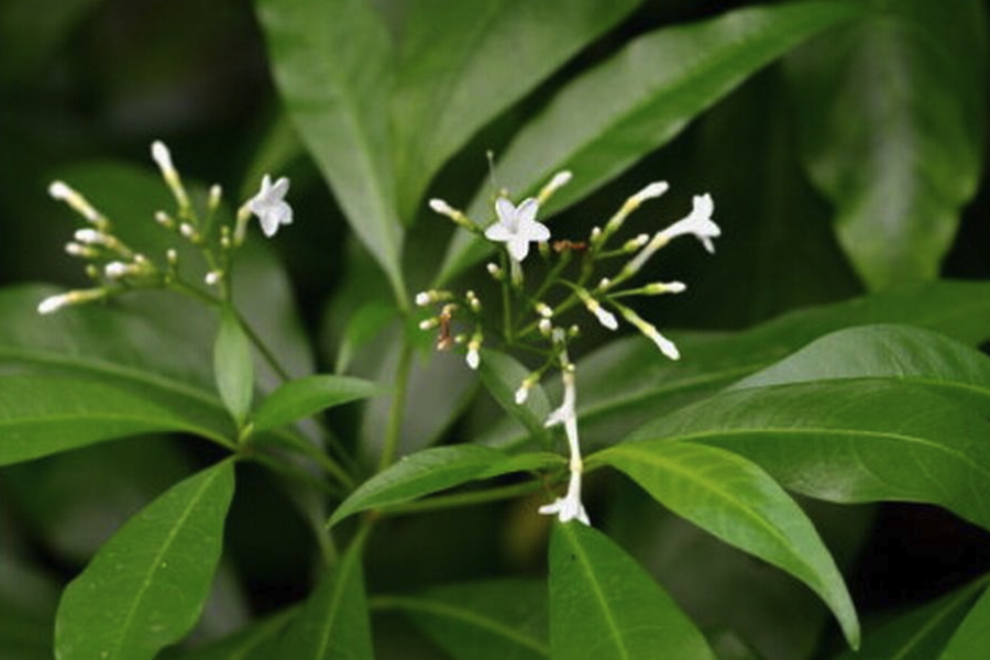 蘿芙木是什么植物，有什么形態特點？