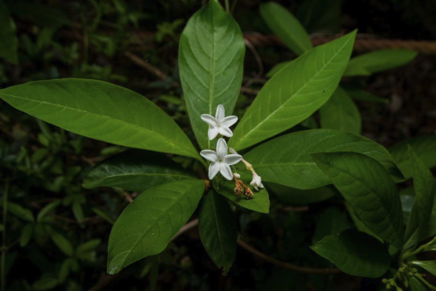 蘿芙木的盆栽方法介紹？