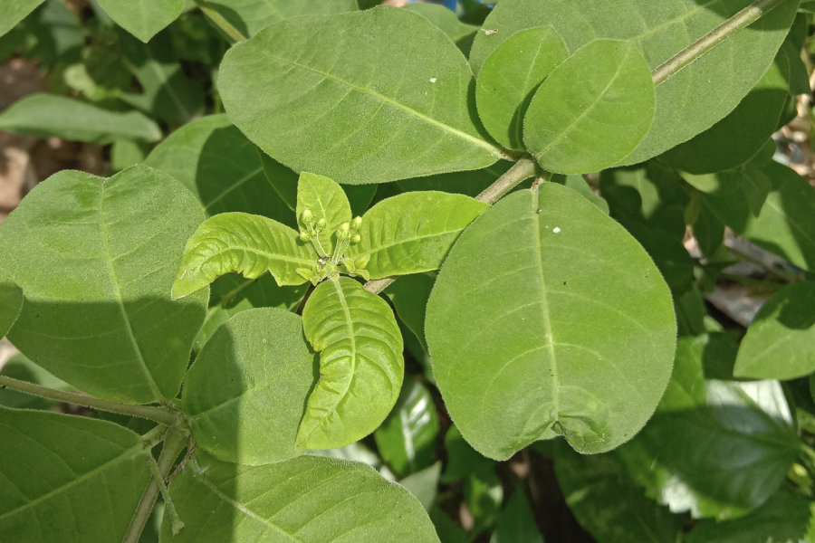 蘿芙木栽種前對基質有什么要求？