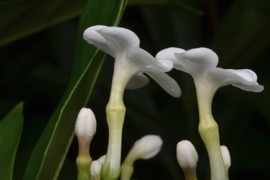 蘿芙木怎么收集種子和進行處理？