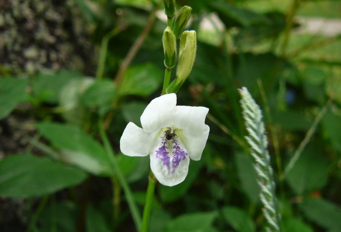 赤道櫻草出現(xiàn)霉菌病有什么癥狀 ？