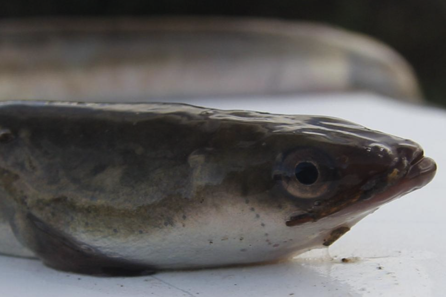 麥穗魚可以作為黃鱔的食物嗎，一起飼養有什么好處?